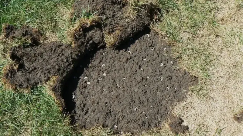 GRUB & INSECT CONTROL