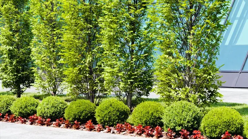 COMMERCIAL TREE, SHRUB, & HEDGE PRUNING