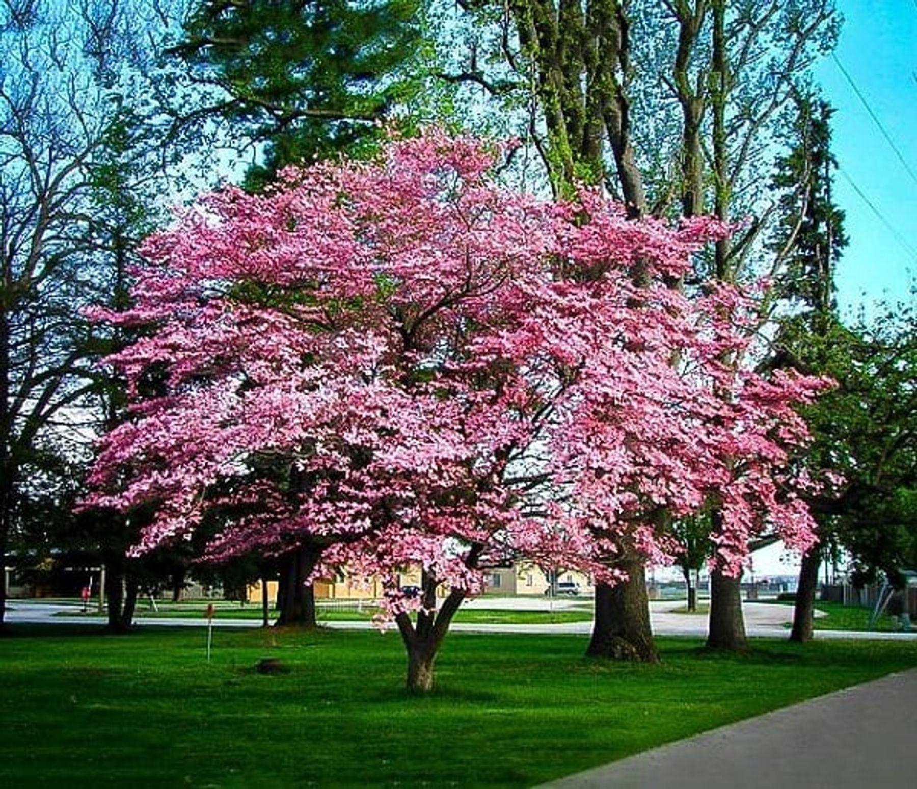 How to Make the Most of Your Lawn in Every Season