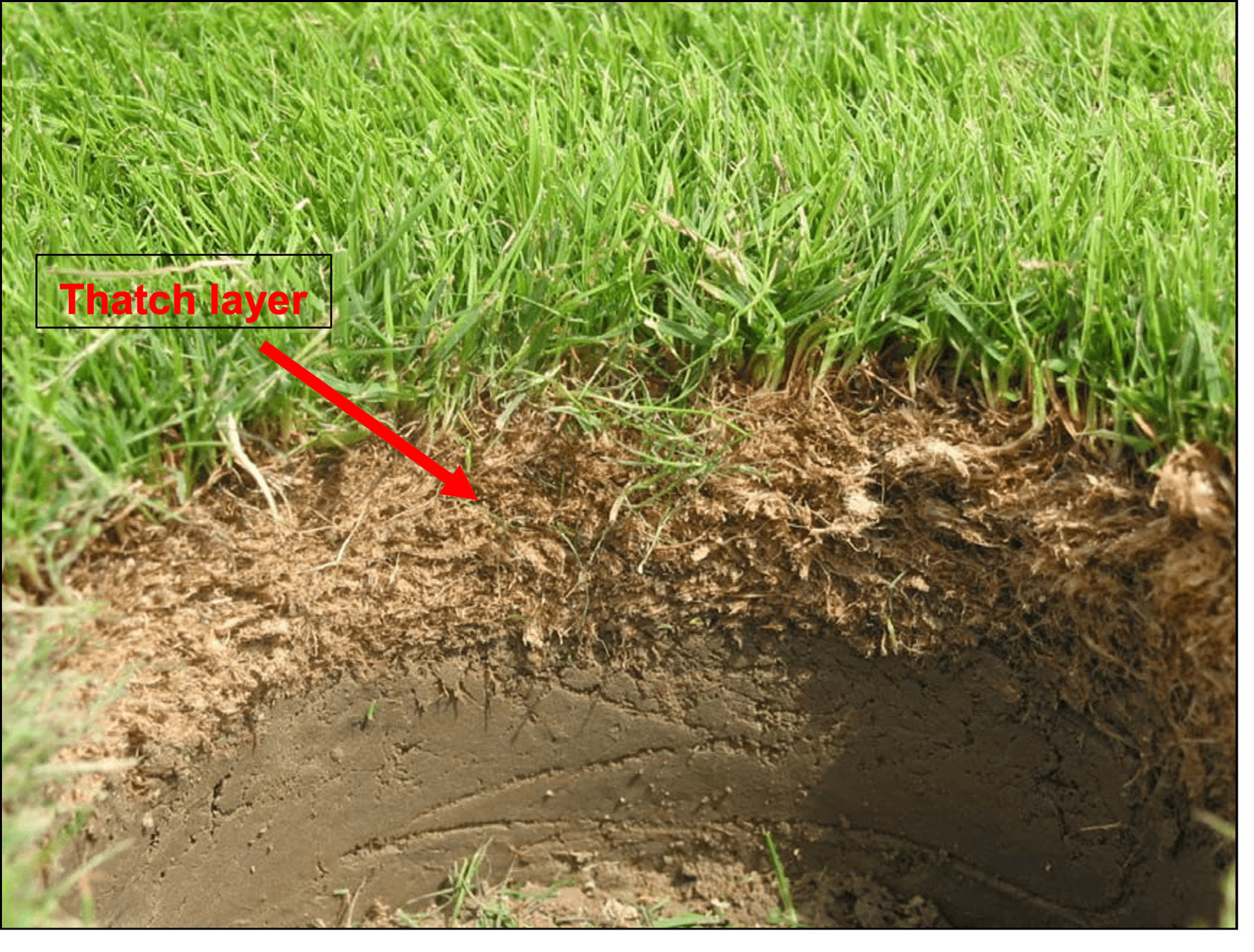 Thatch Management 