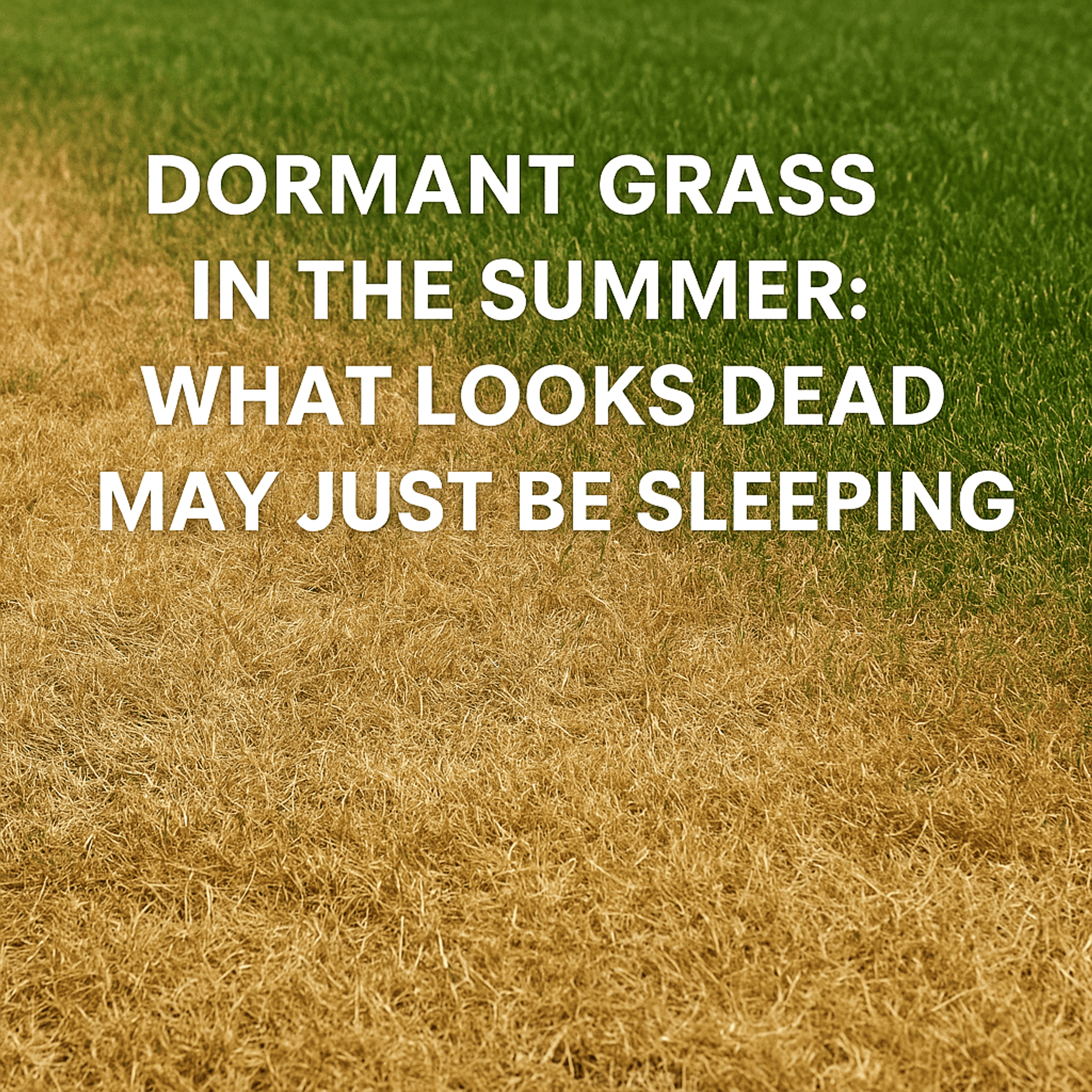 Dormant Grass in the Summer: What Looks Dead May Just Be Sleeping
