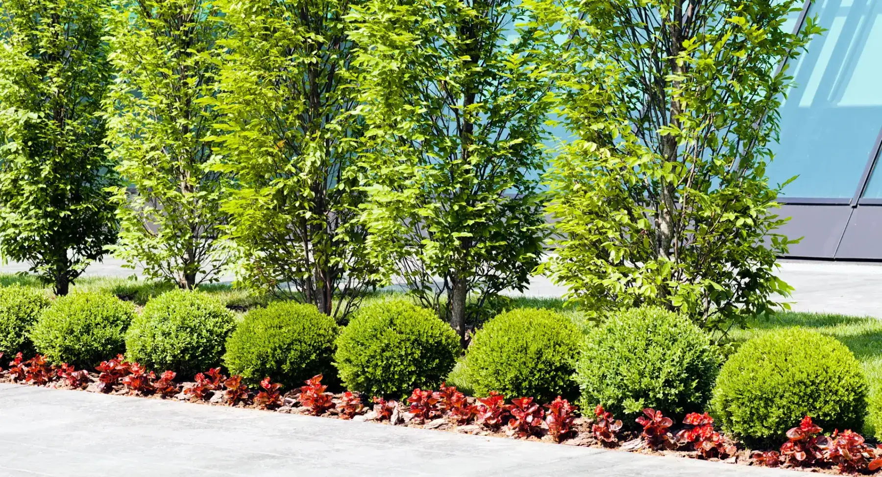 Tree Shrub & Hedge Pruning Page Hero