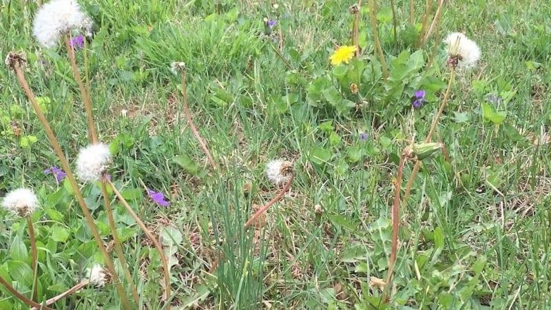 WEED CONTROL