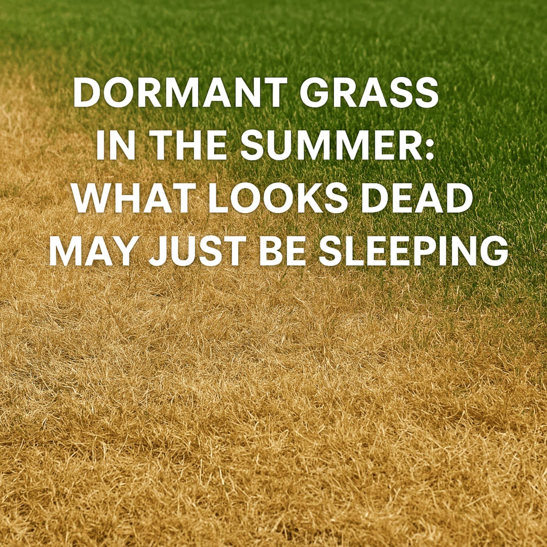 Dormant Grass in the Summer: What Looks Dead May Just Be Sleeping