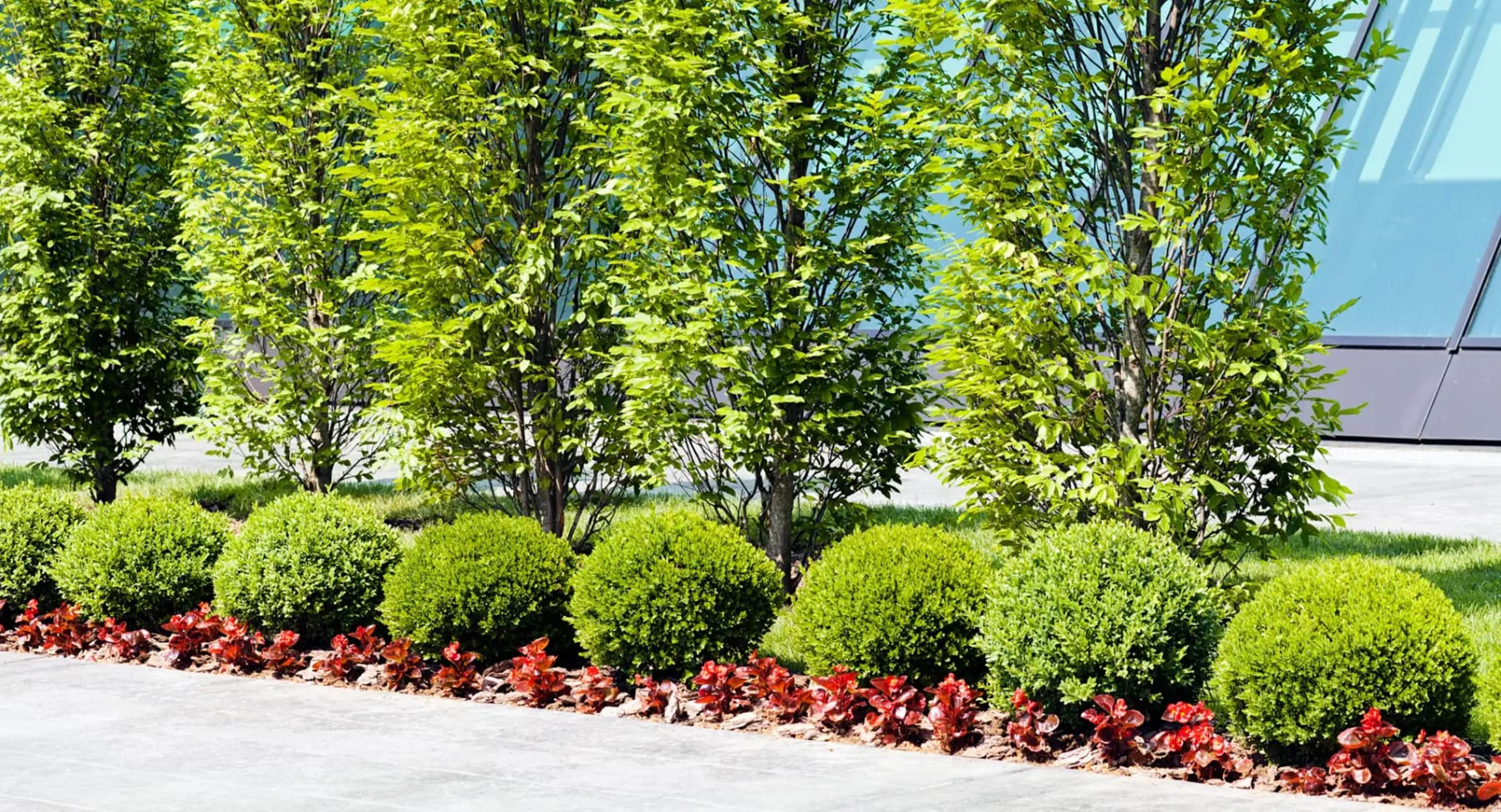 Tree Shrub & Hedge Pruning Page Hero