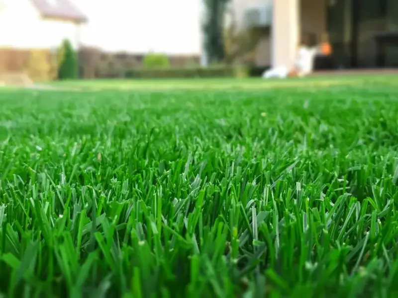 All Year Lawn: Revolutionizing Lawn Care with Professionalism Since 2017